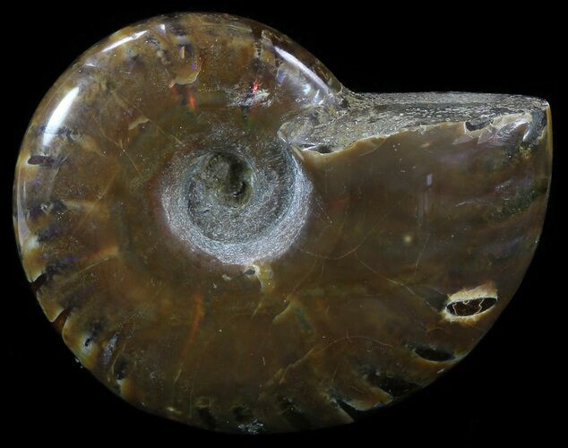 Flashy Red Iridescent Ammonite - Wide #52346